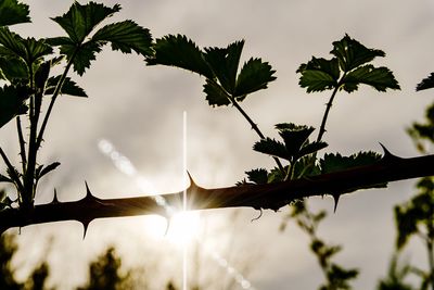 Low angle view of sunlight streaming through tree