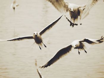 Seagulls flying over the water