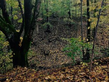 Full frame shot of trees in the forest