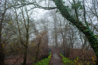 Footpath passing through forest