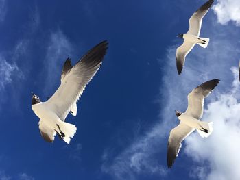 Low angle view of seagulls flying