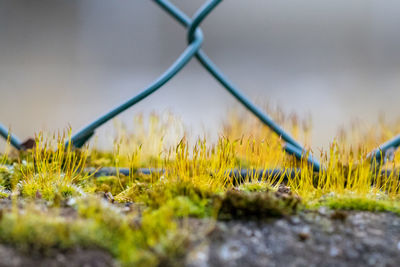 Close-up of grass growing on field