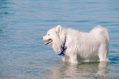 White dog looking at sea