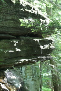 Close-up of tree trunk