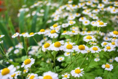 Close-up of daisy flowers blooming on field