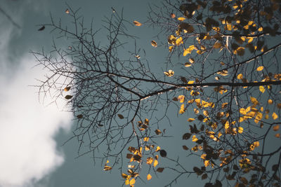 Low angle view of flowering plant against sky