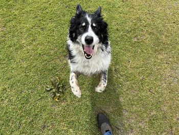 High angle view of a dog jumping on grassy field