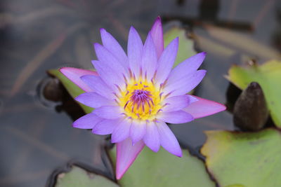 Close-up of purple water lily