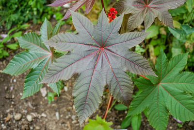 High angle view of maple leaves on tree