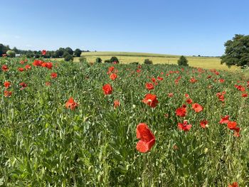 Yellow flowering plants on field against clear sky