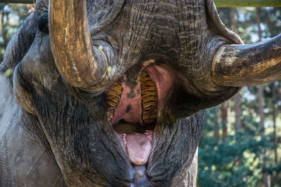 Close-up of an elephants mouth