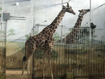 View of horse in zoo