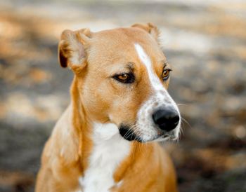 Close-up portrait of dog