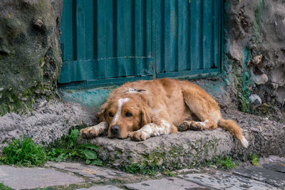 View of dog sleeping on porch step