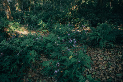 High angle view of flower trees in forest