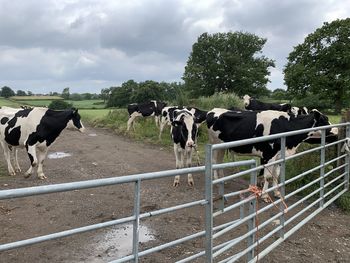 Cows grazing in a farm