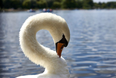 Close-up of swan floating on lake