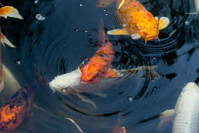 High angle view of fish swimming in lake