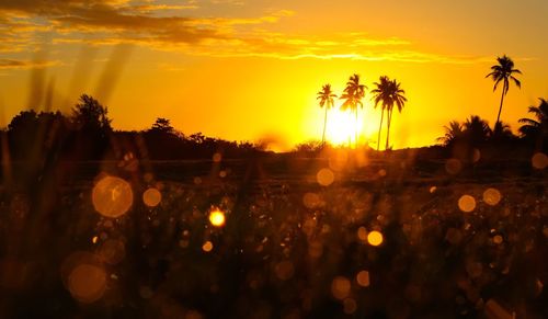 Silhouette palm trees against sky during sunset