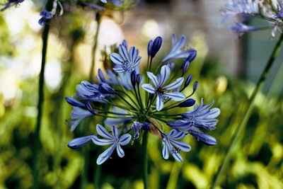 Close-up of purple flowering plant