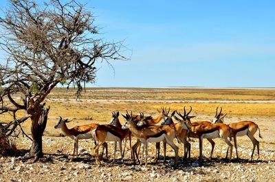 Herd of springboks in etosha national park namibia 