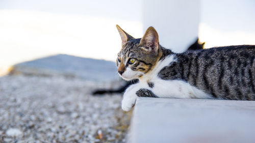 Side view of a cat looking away