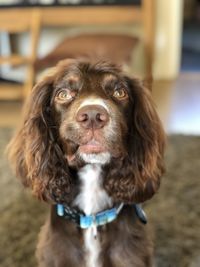 Close-up portrait of dog looking up