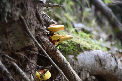 Close-up of mushrooms on tree trunk