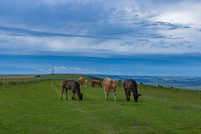 Cattle grazing in a field