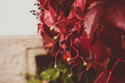 Close-up of red berries growing on tree