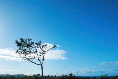 Trees on landscape against blue sky