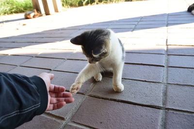 Full length of hand holding cat on footpath