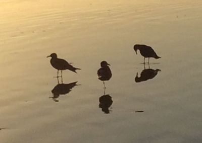 Silhouette birds in lake