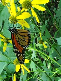 Close-up of butterfly pollinating on yellow flower