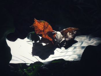Close-up of bird on leaves