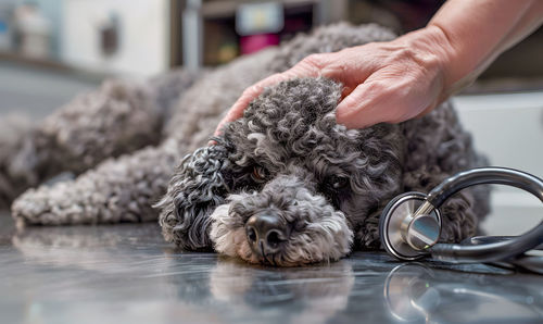 A small sick grey poodle dog is lying on an examination table at a veterinary hospital.