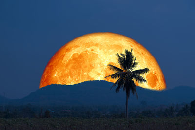 Orange tree on field against clear sky