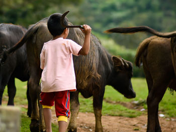 Rear view of boy with buffalo at field