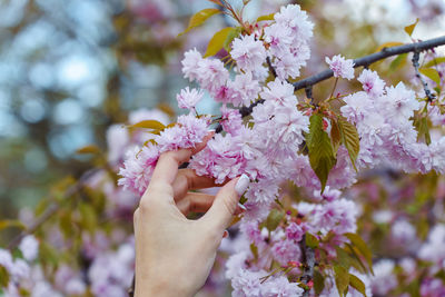 Cropped hand of woman holding cherry blossom