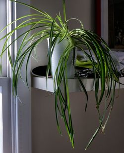 Close-up of potted plant on table