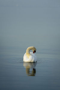 Swan preening while swimming in lake