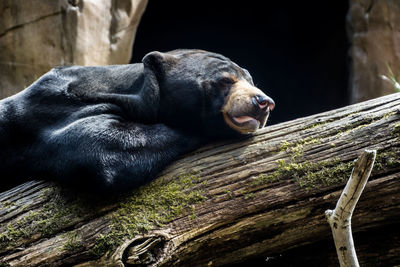 Close-up of cat relaxing on wood