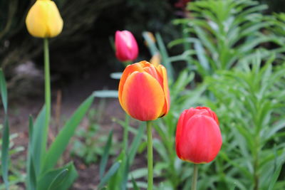 Close-up of red tulip