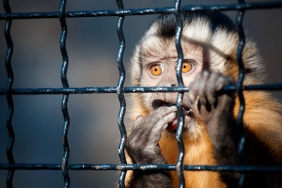 Close-up of monkey in cage at zoo