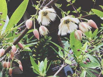 Close-up of flowers growing on plant