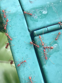 High angle view of red chili peppers in water