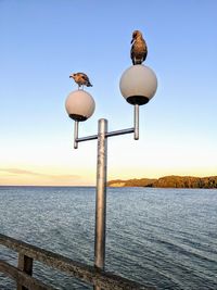 Seagull on wooden post in sea against clear sky