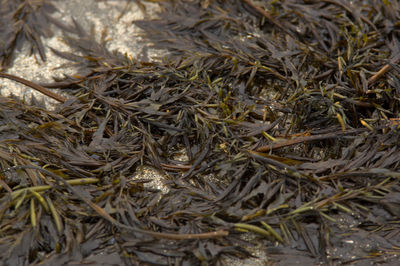 Full frame shot of leaves