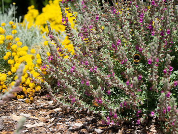 Close-up of purple flowering plants in garden