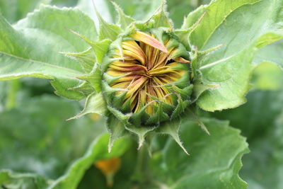 Close-up of sunflower bud